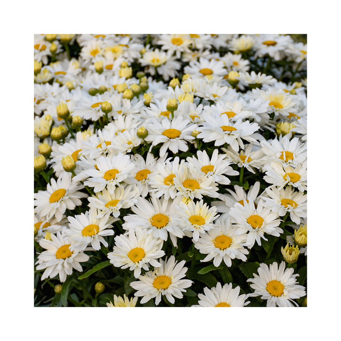 Leucanthemum Spoonful of Sugar