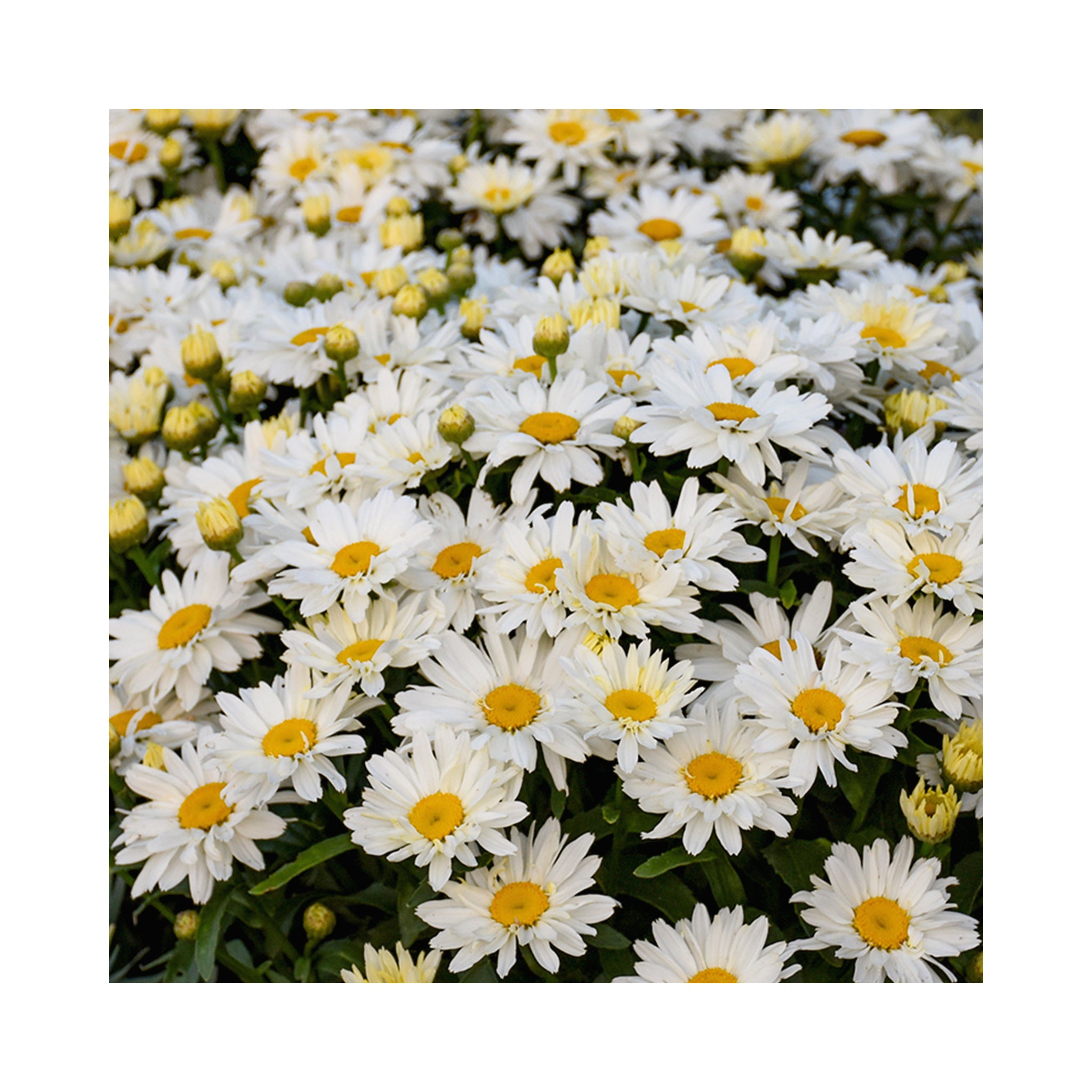 Leucanthemum Spoonful of Sugar