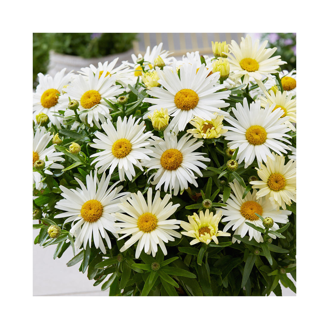 Leucanthemum Sunshine Freak