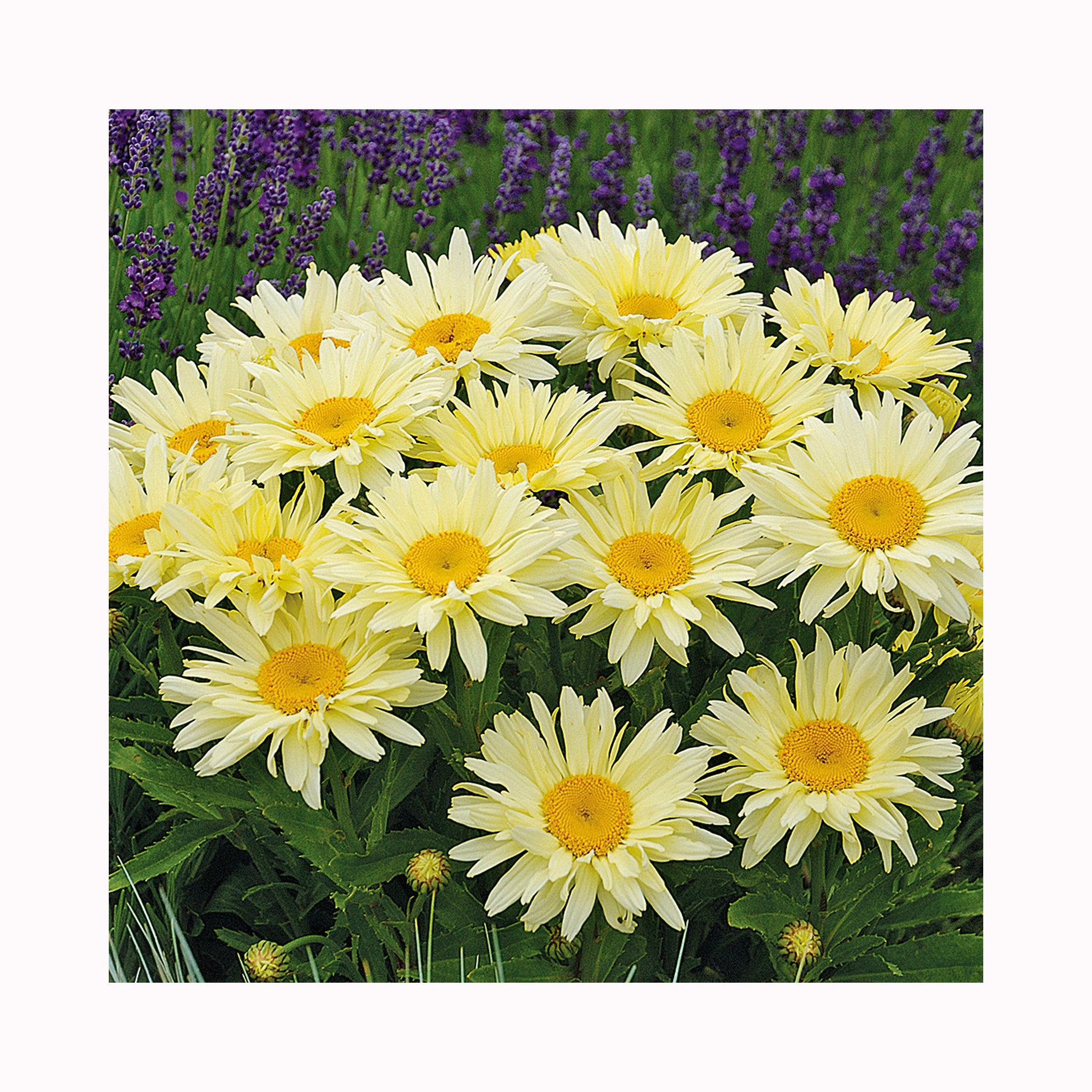 Leucanthemum Banana Cream