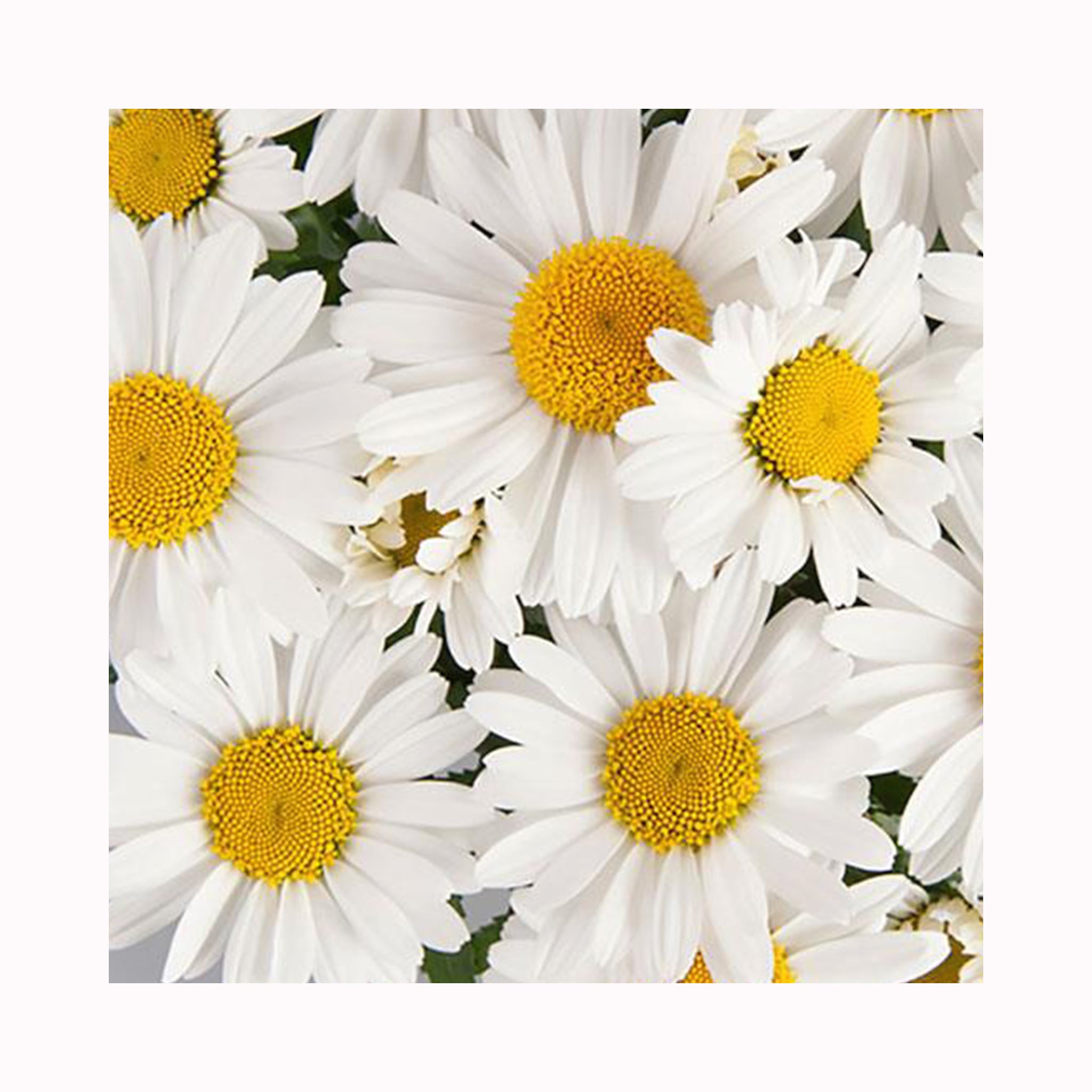 Leucanthemum Ooh La La Grande