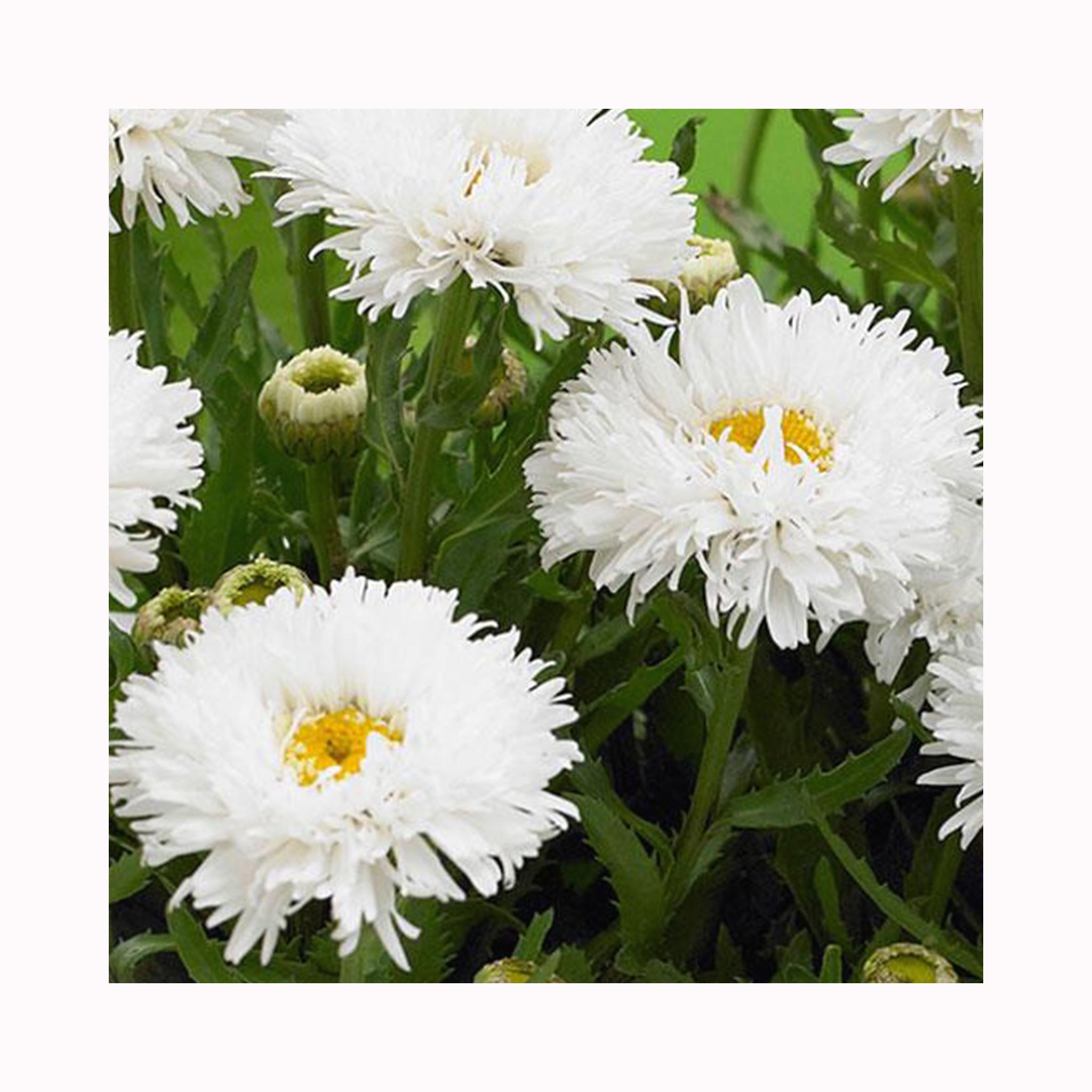 Leucanthemum La Spider