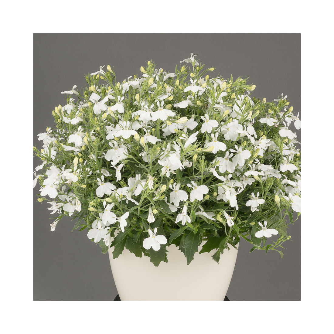 Lobelia Africo White Cloud