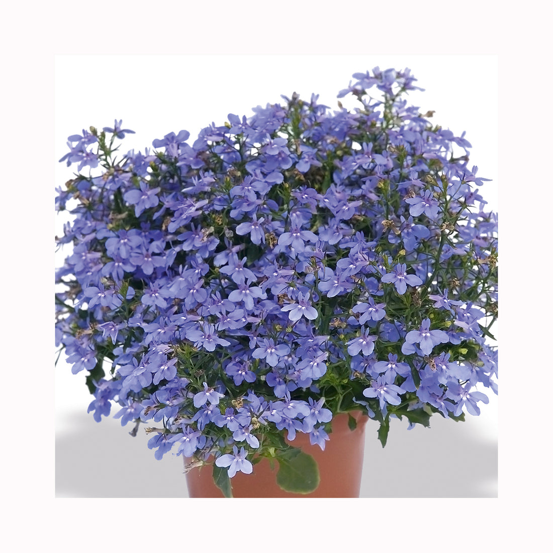 Lobelia Hot Waterblue