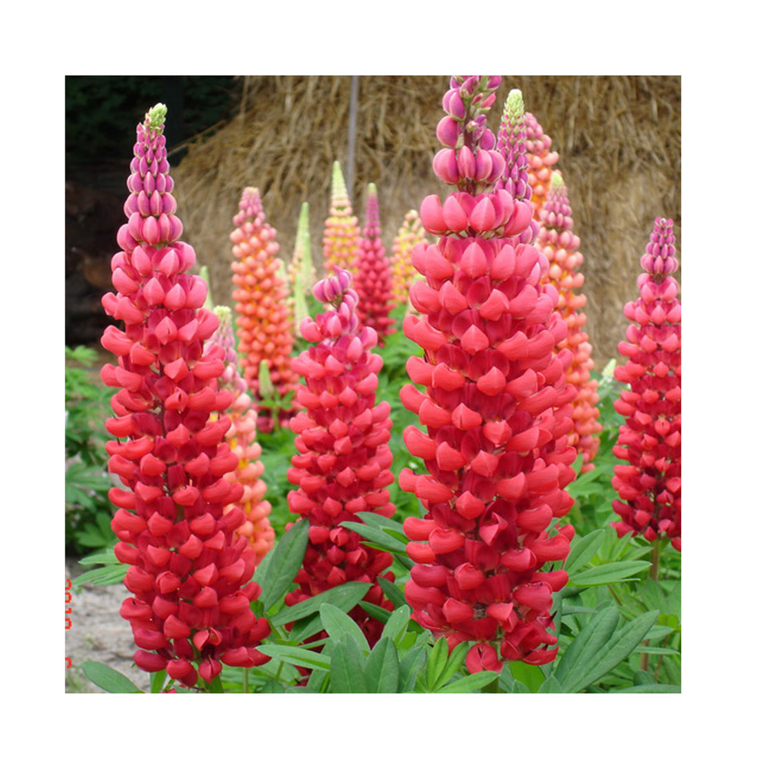 Lupin West Country &