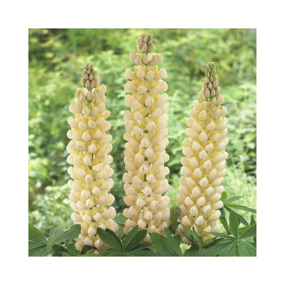 Lupin West Country &