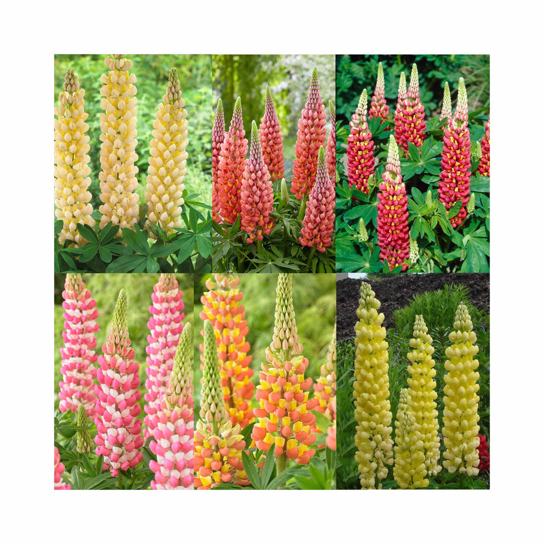 Lupin West Country Collection