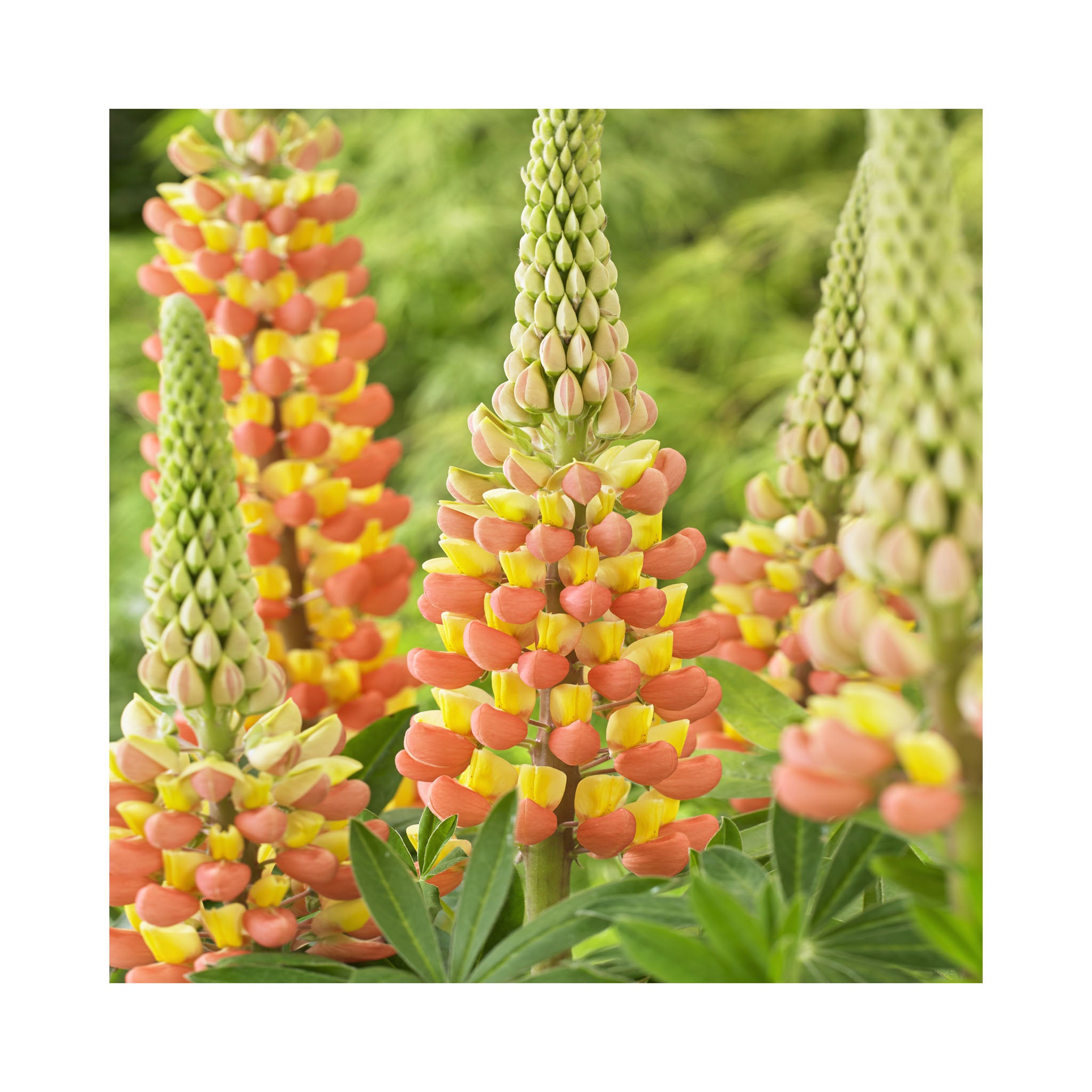 Lupin West Country &