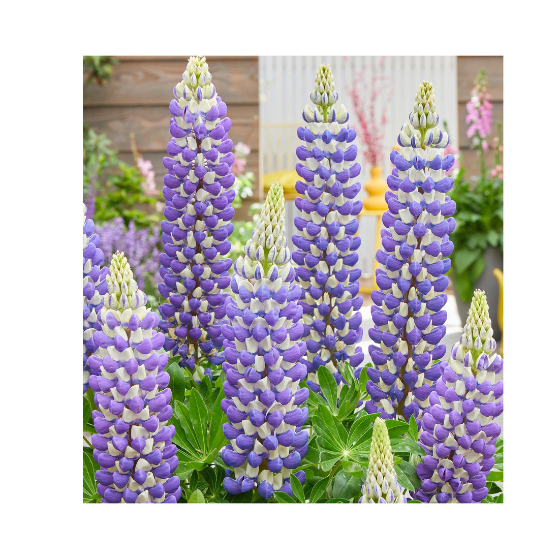 Lupin West Country King Canute