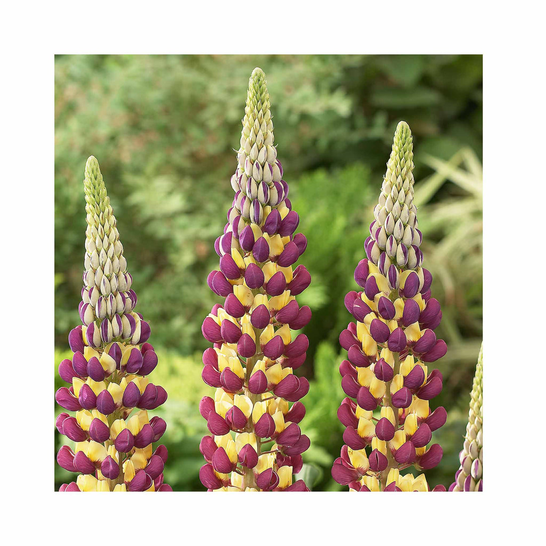 Lupin West Country Manhattan Lights