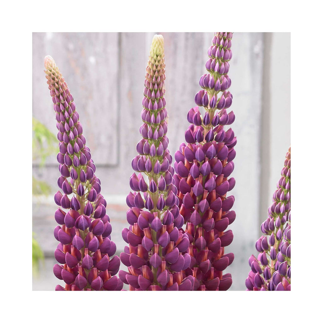 Lupin West Country Masterpiece