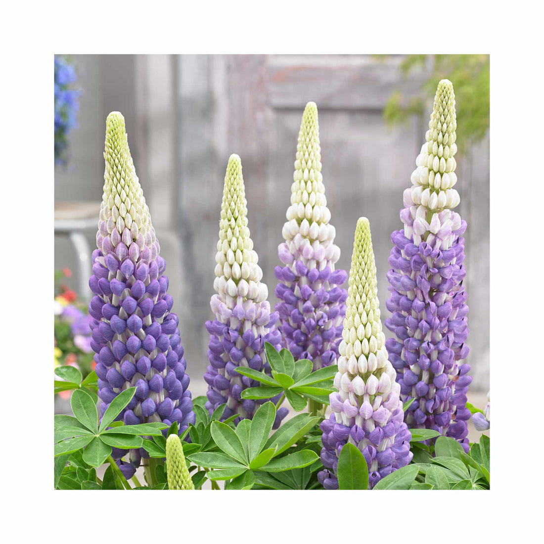 Lupin West Country Persian Slipper