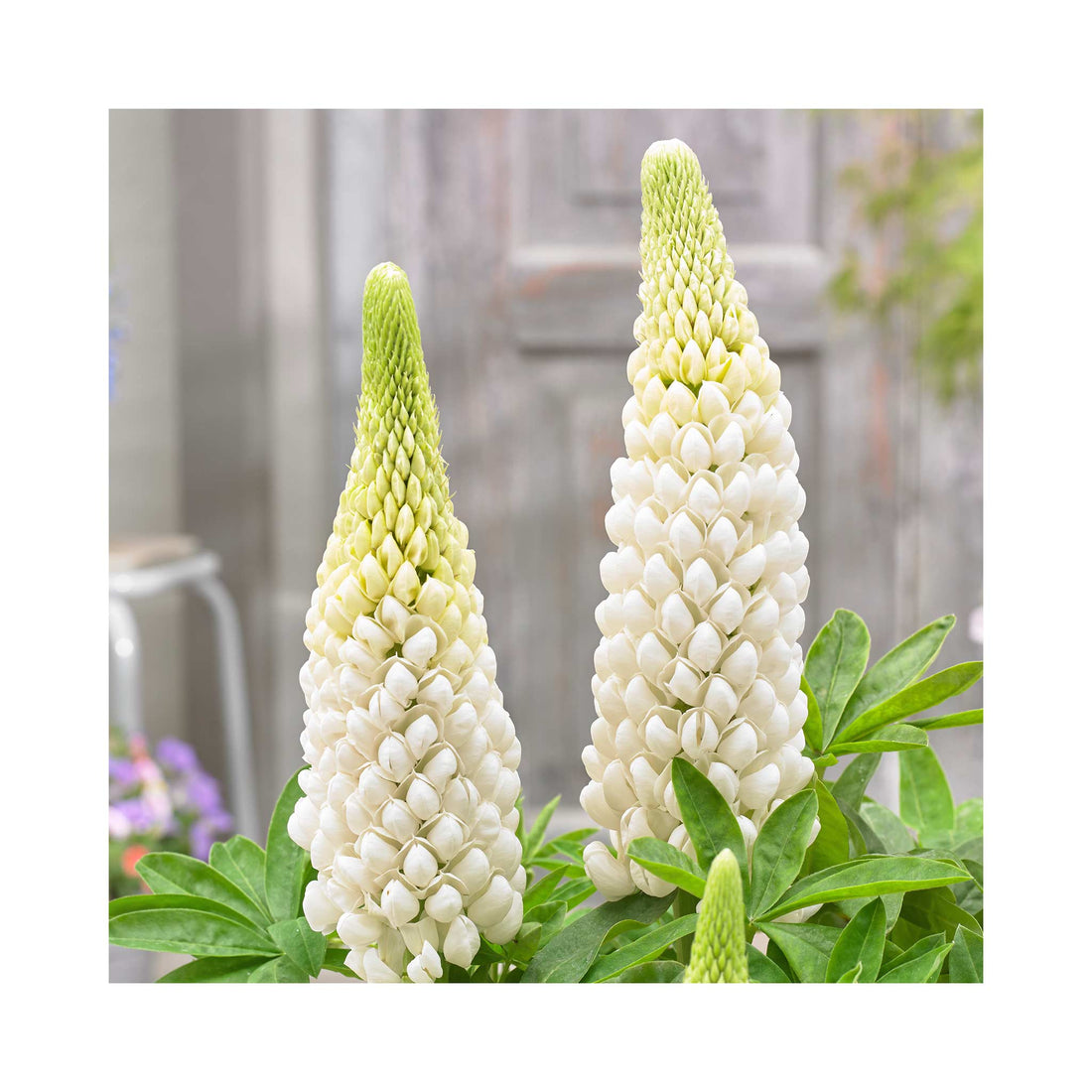 Lupin West Country Polar Princess