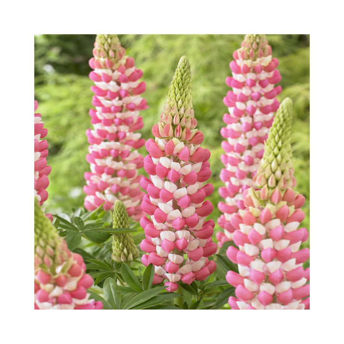 Lupin West Country &