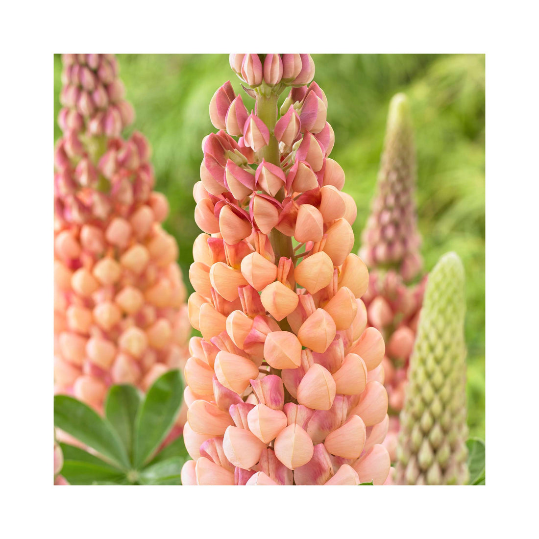Lupin West Country Salmon Star