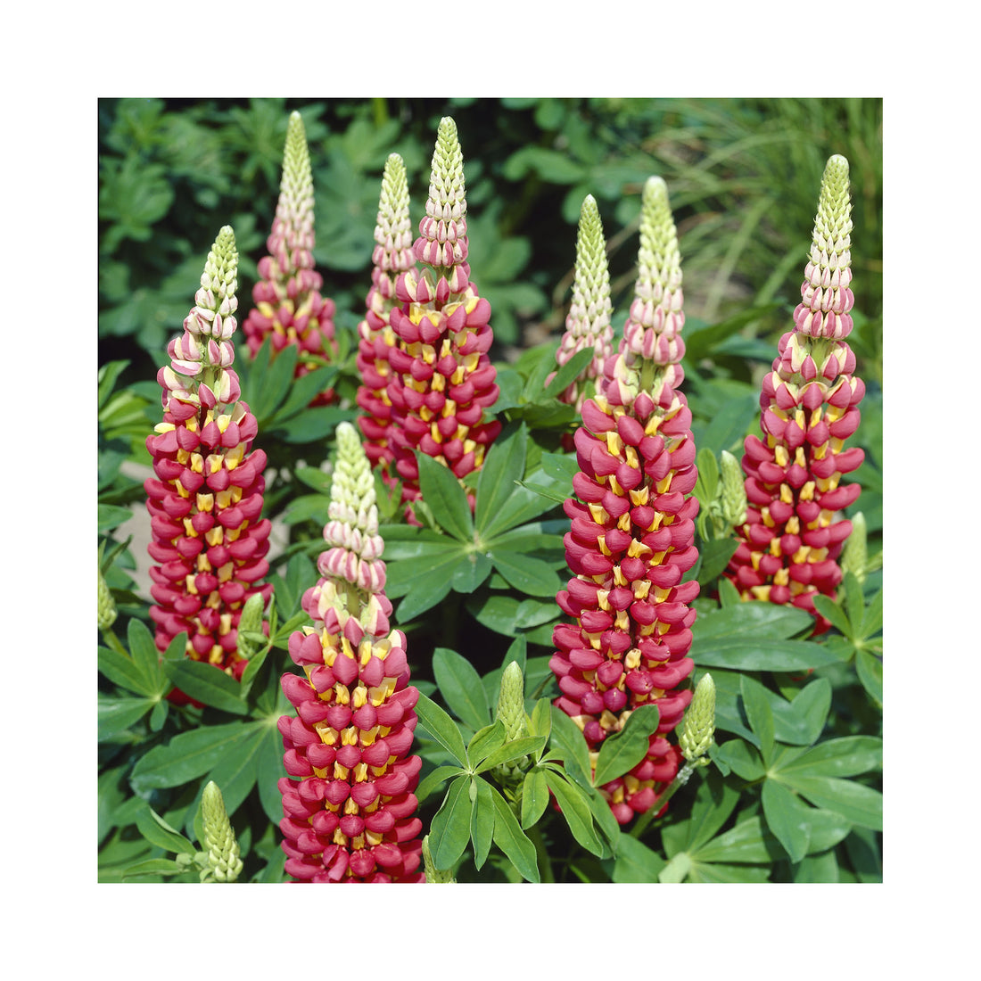 Lupin West Country &