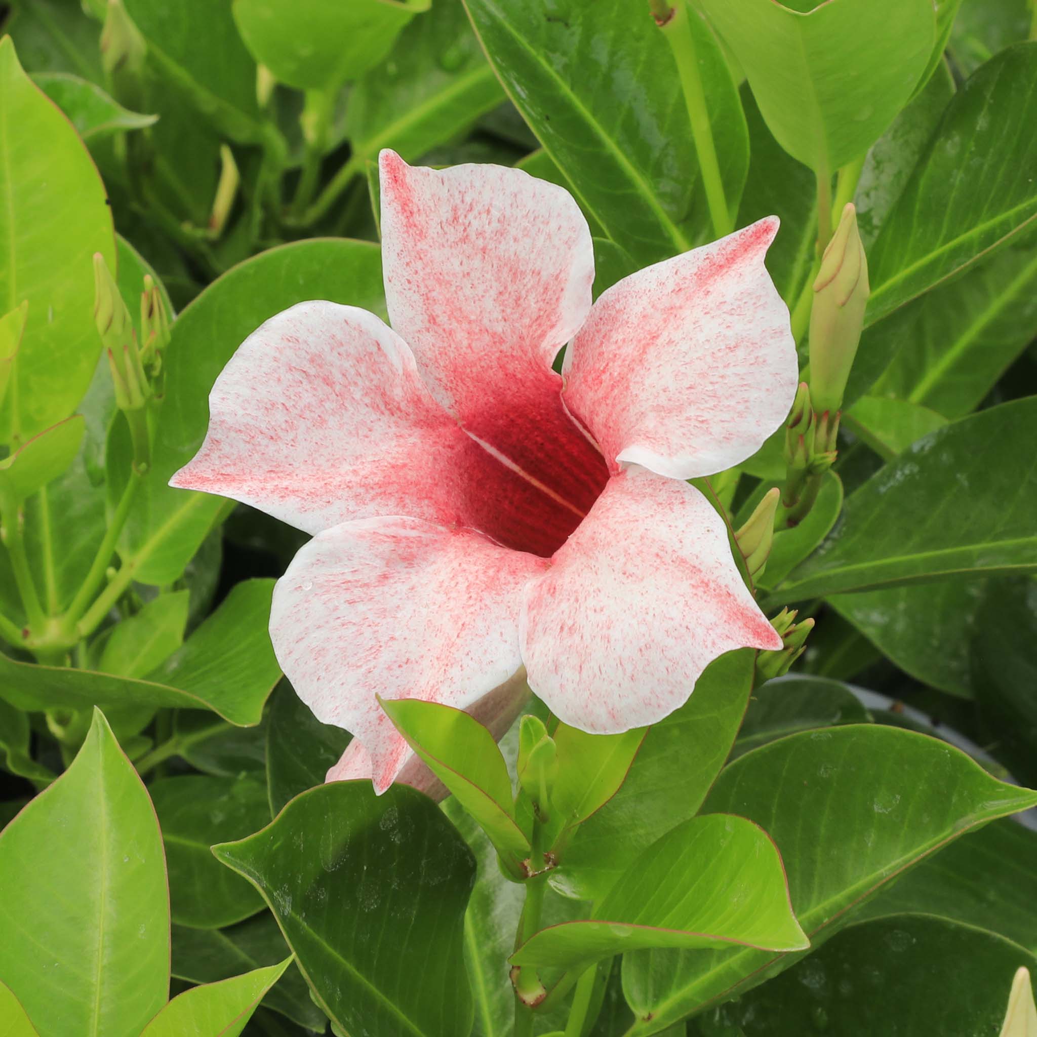 Mandeville Double Flamingo Pink