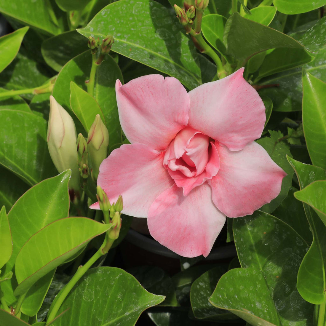 Mandeville Double Blush Pink