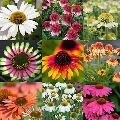 Mixed Echinacea flowers