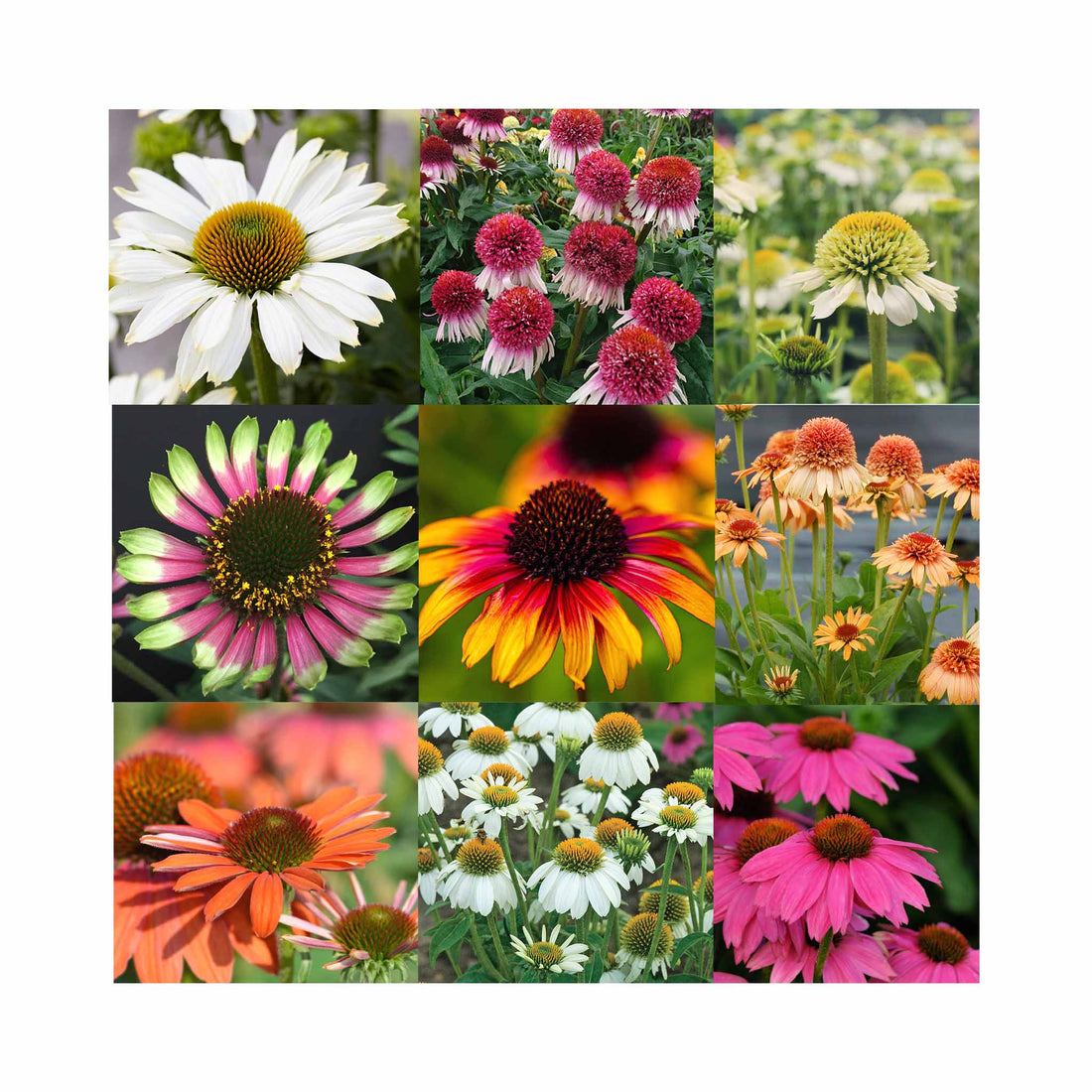 Echinacea Collection – 6 Established 9 cm Coneflower Plants (Mixed Varieties)