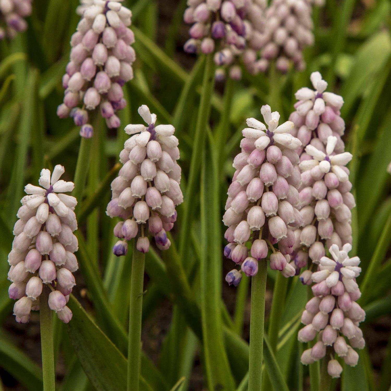 Muscari Pink Surprise