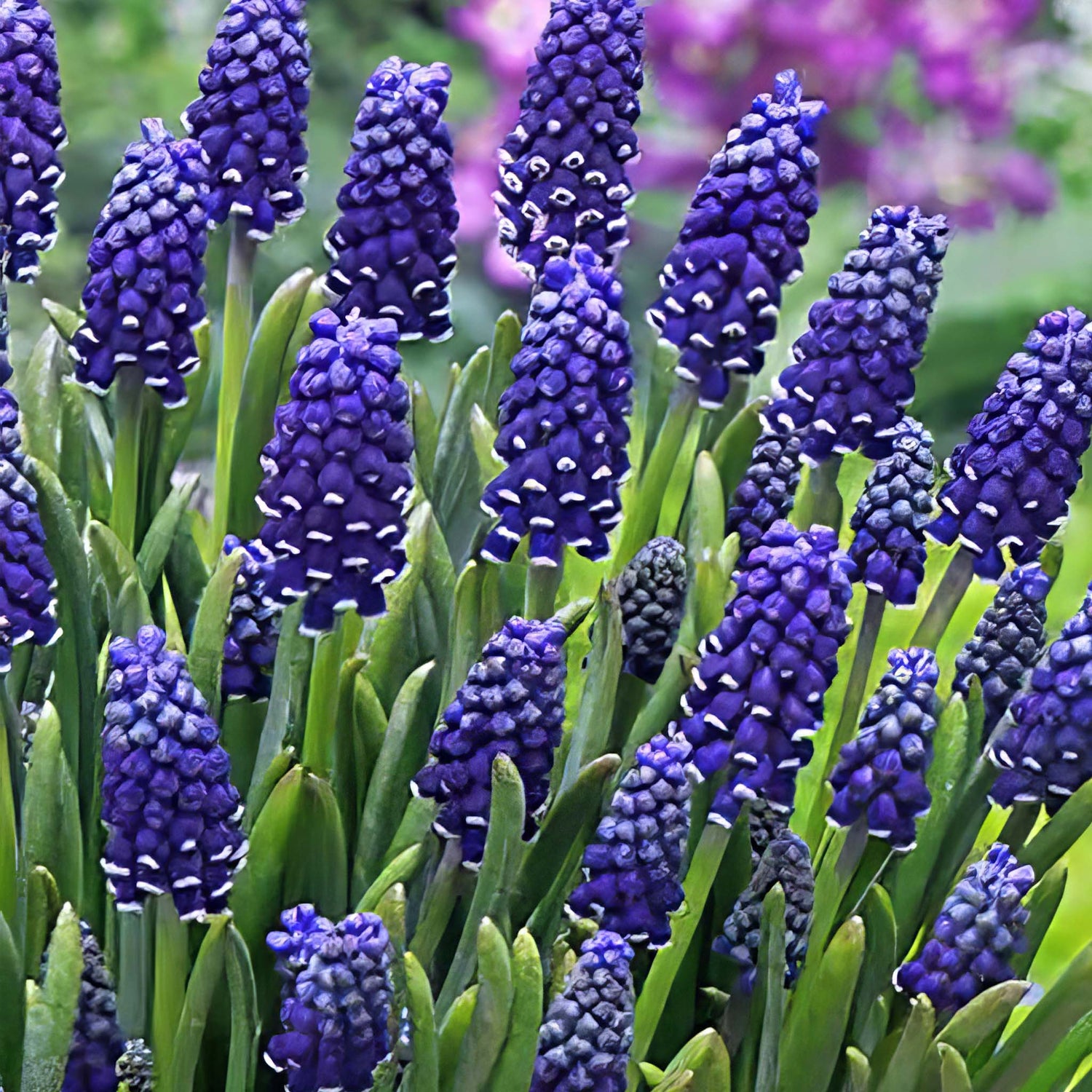 Muscari Night Eyes