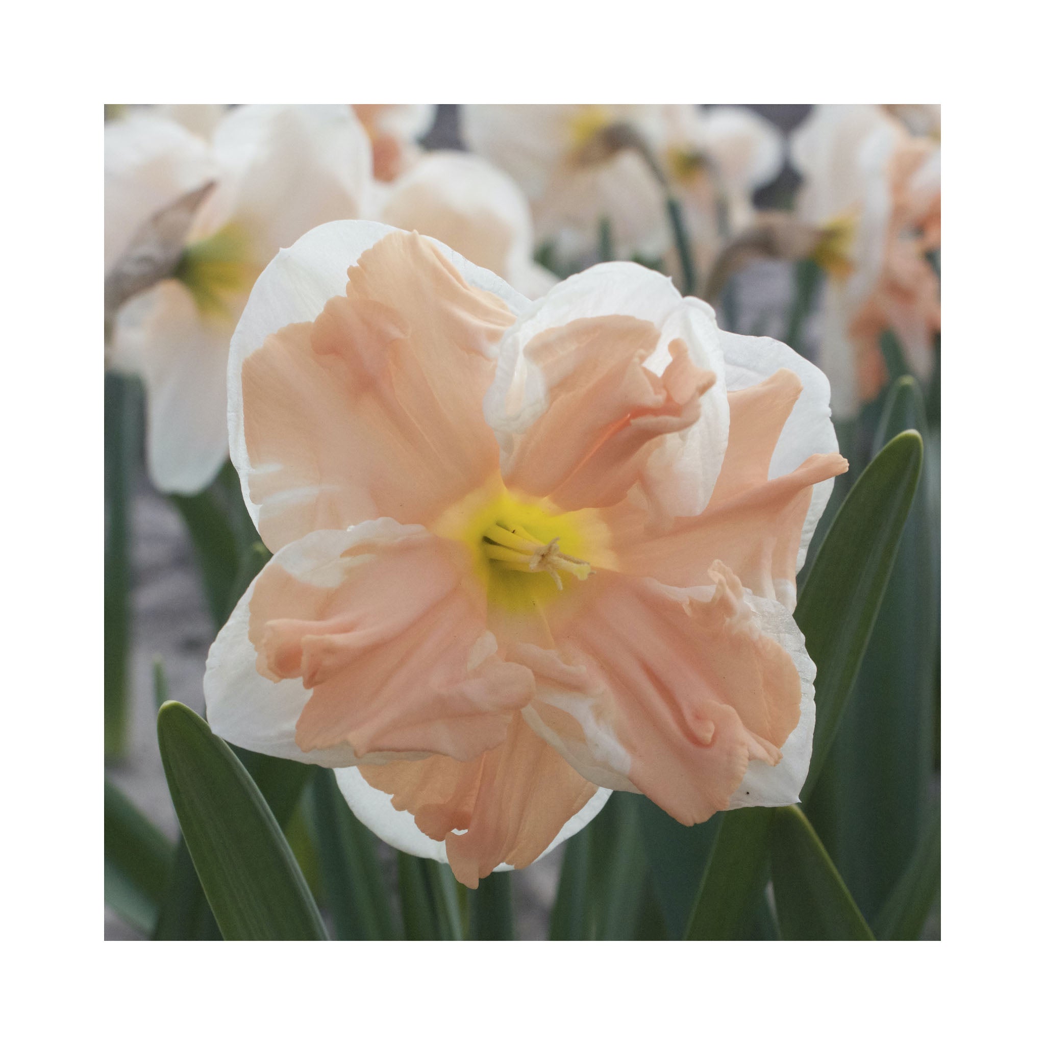 Narcissus Collection