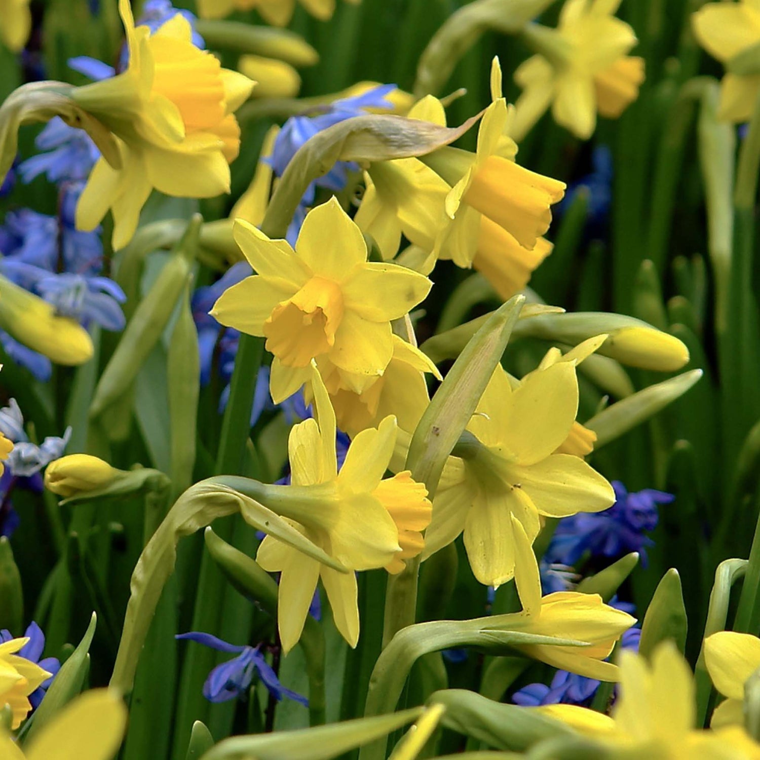 Narcissus Botanical Tete a Tate