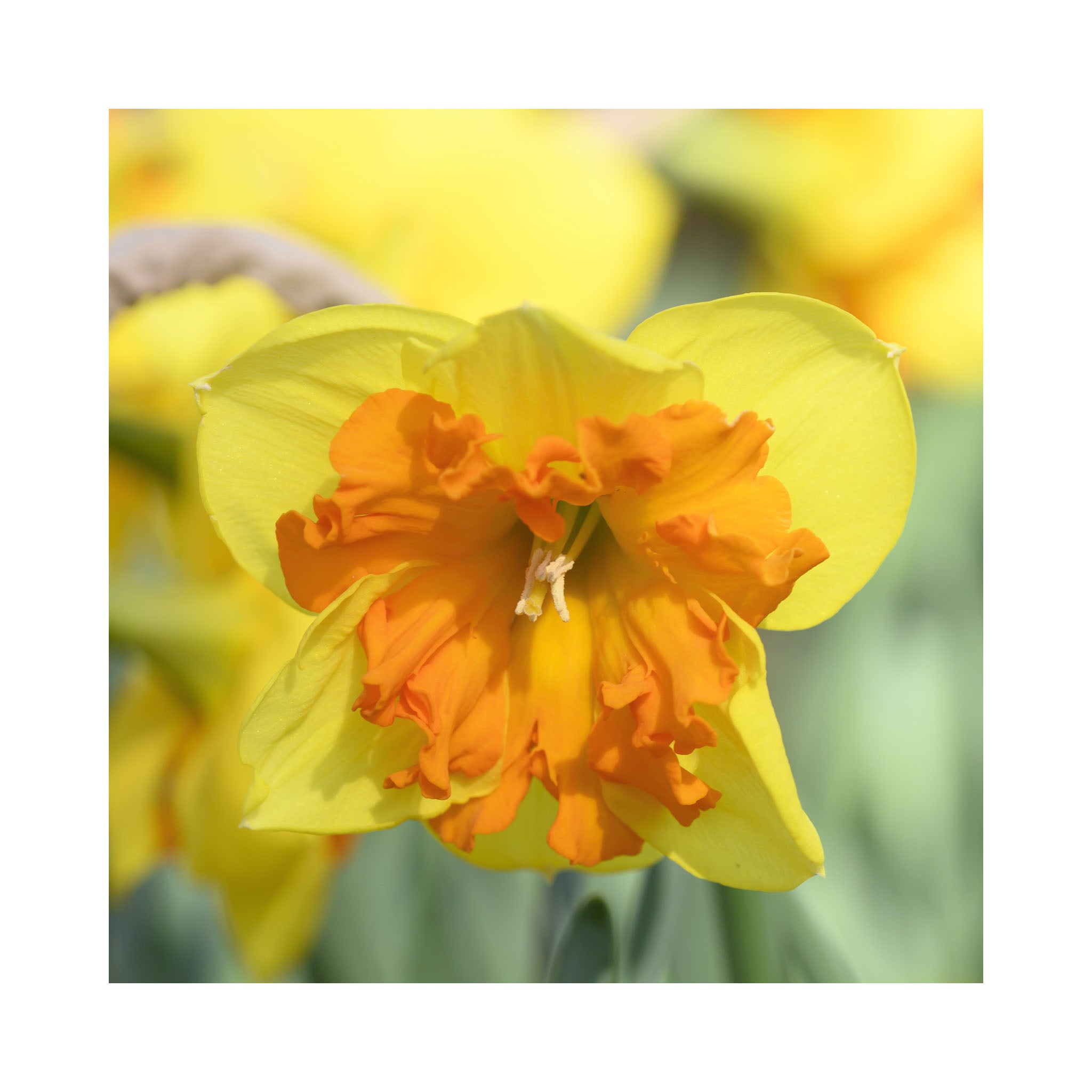 Narcissus Collection