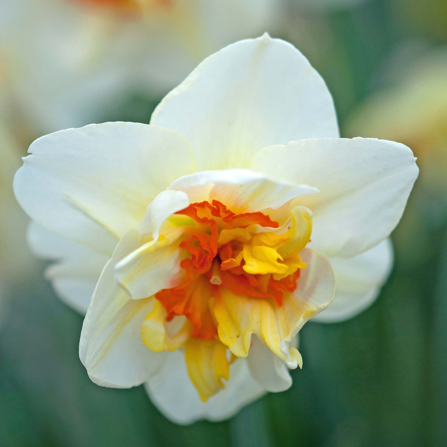 Narcissus Flower Drift