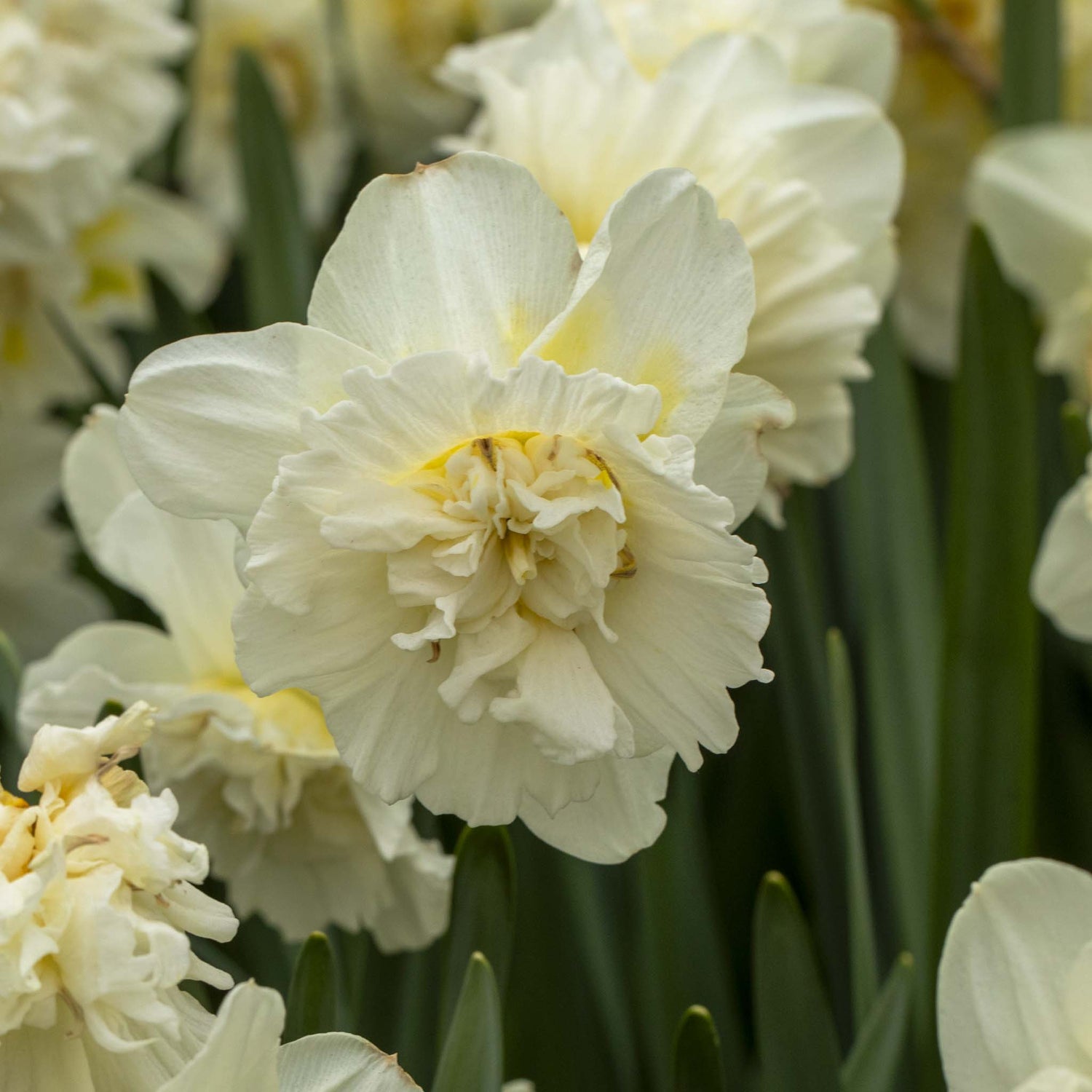 Narcissus Ice King