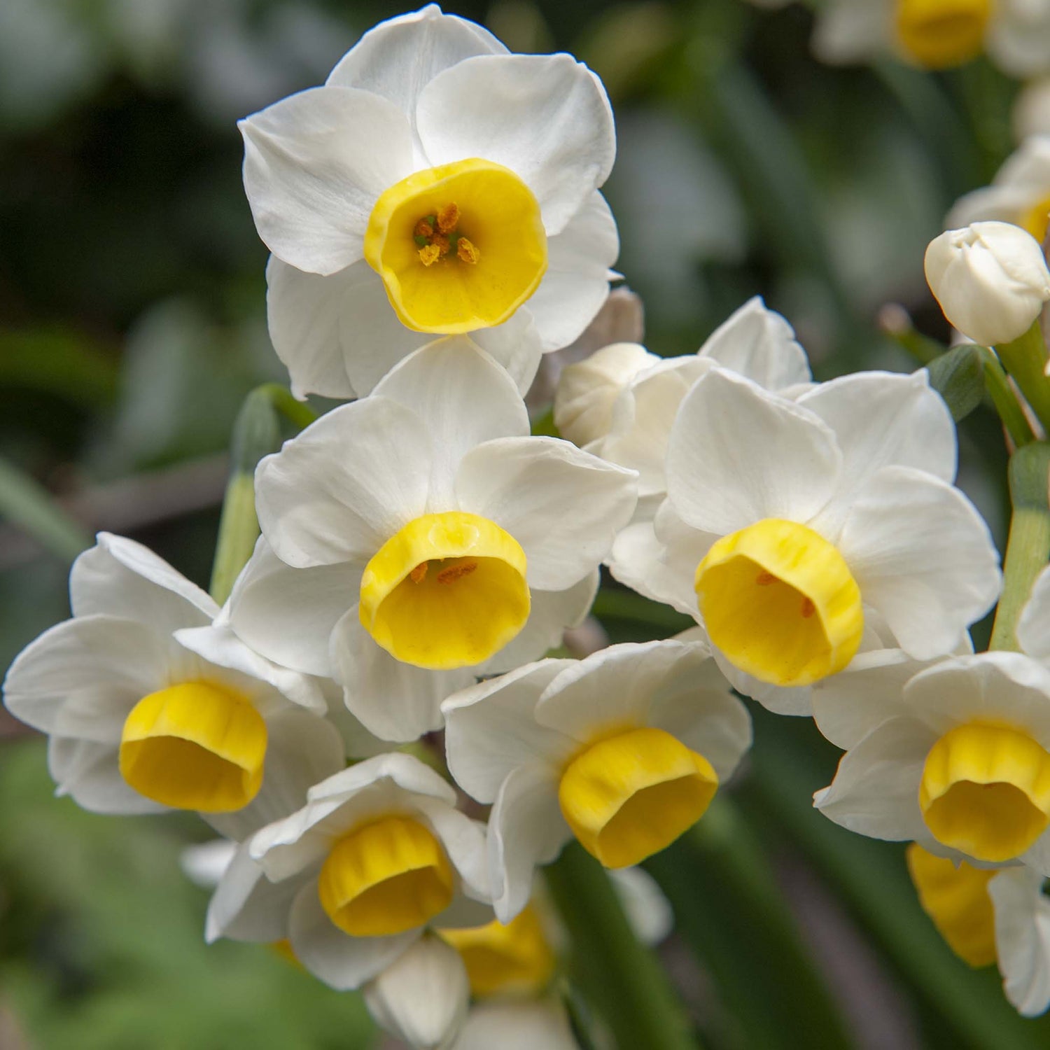 Narcissus Avalanche