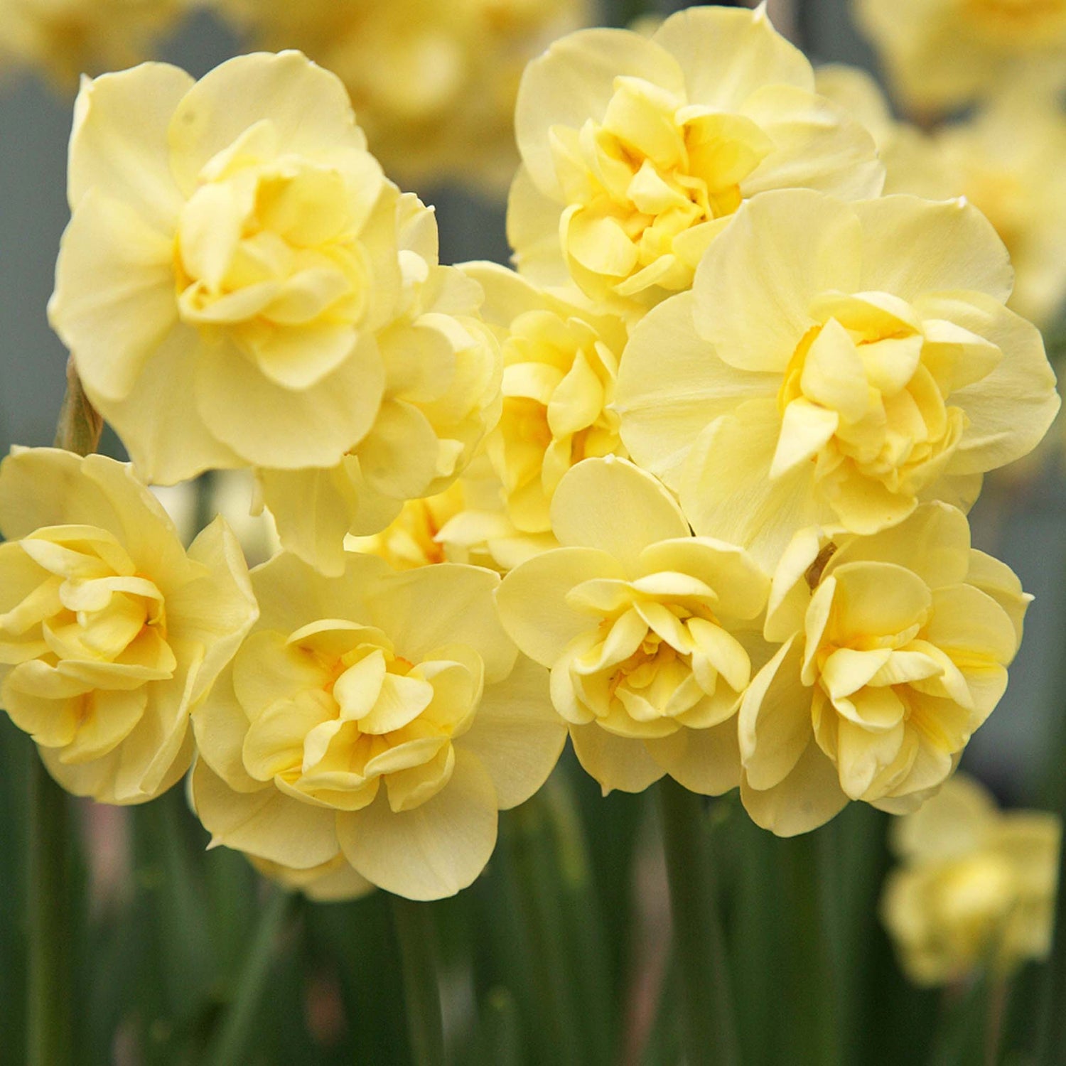 Narcissus Yellow Cheerfulness