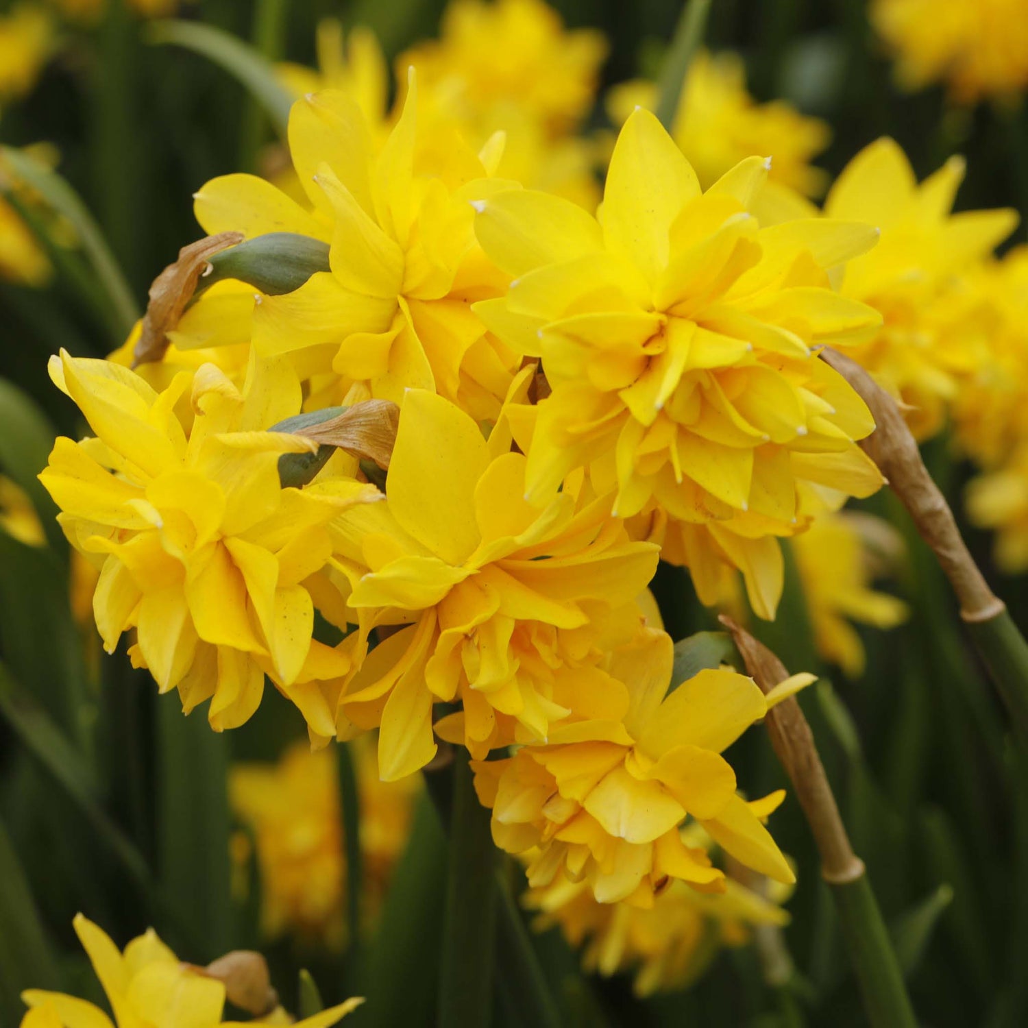 Narcissus Tete Boucle