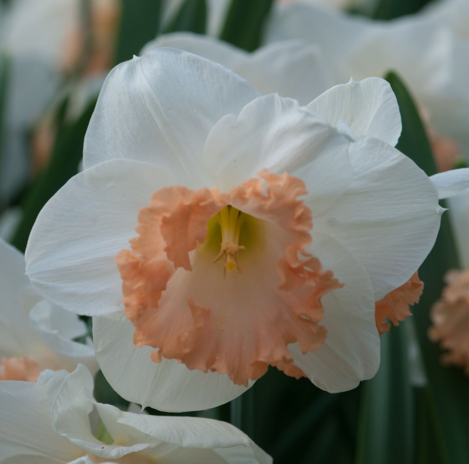 Narcissus Mon Cheri