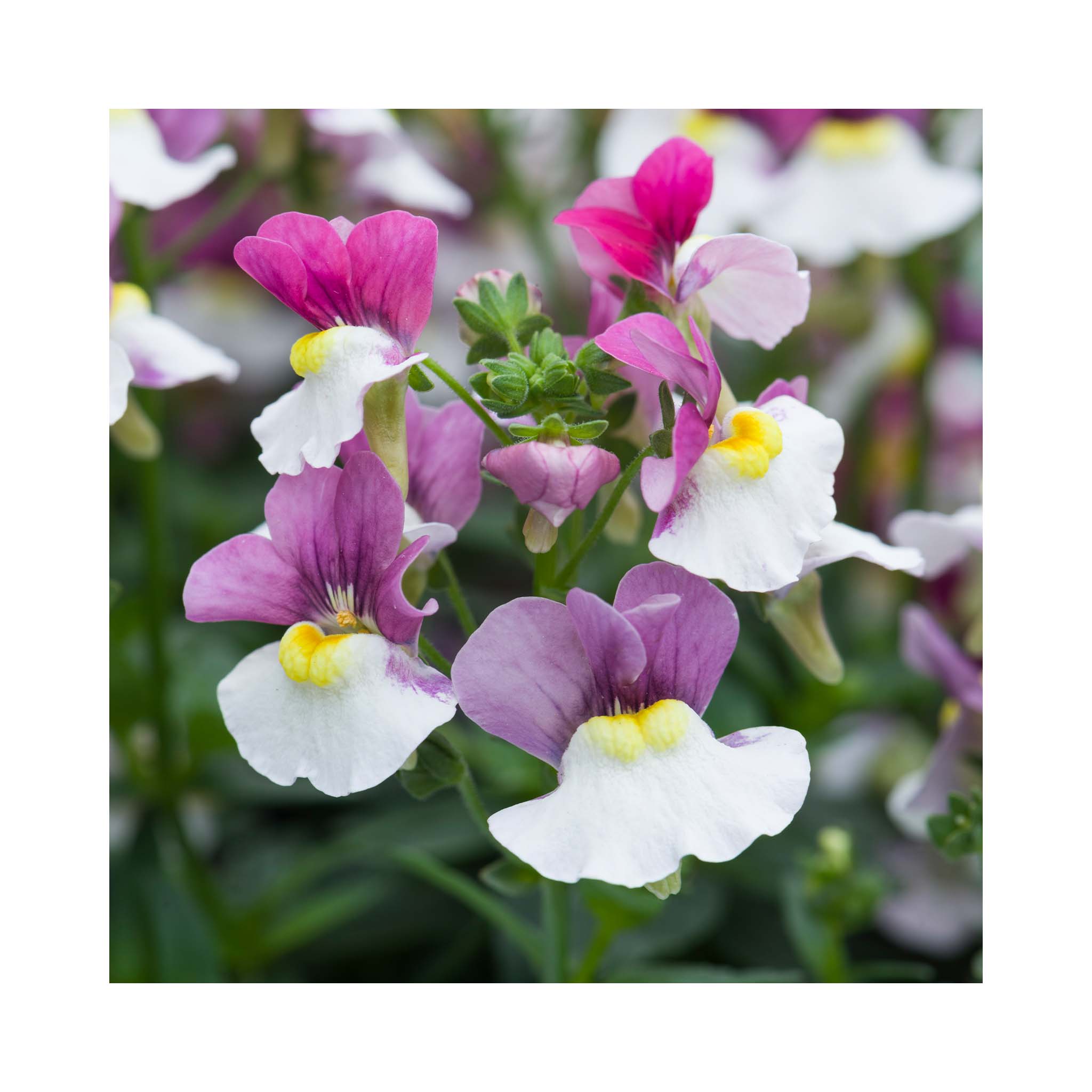 Nemesia Melody Morello Ice