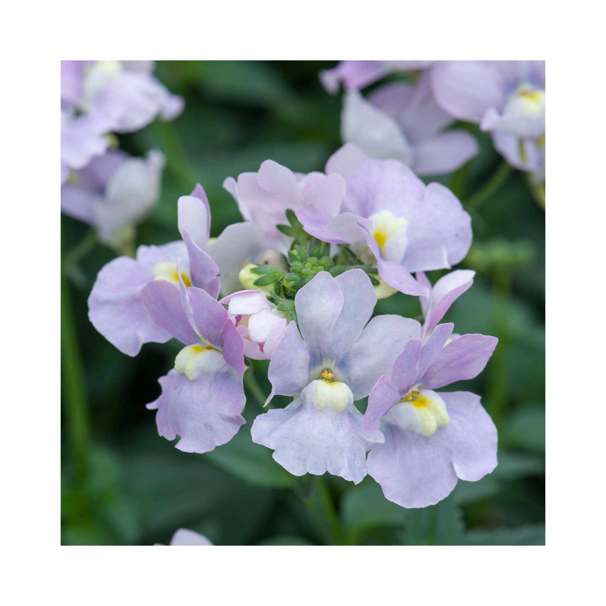 Nemesia Melody Pink