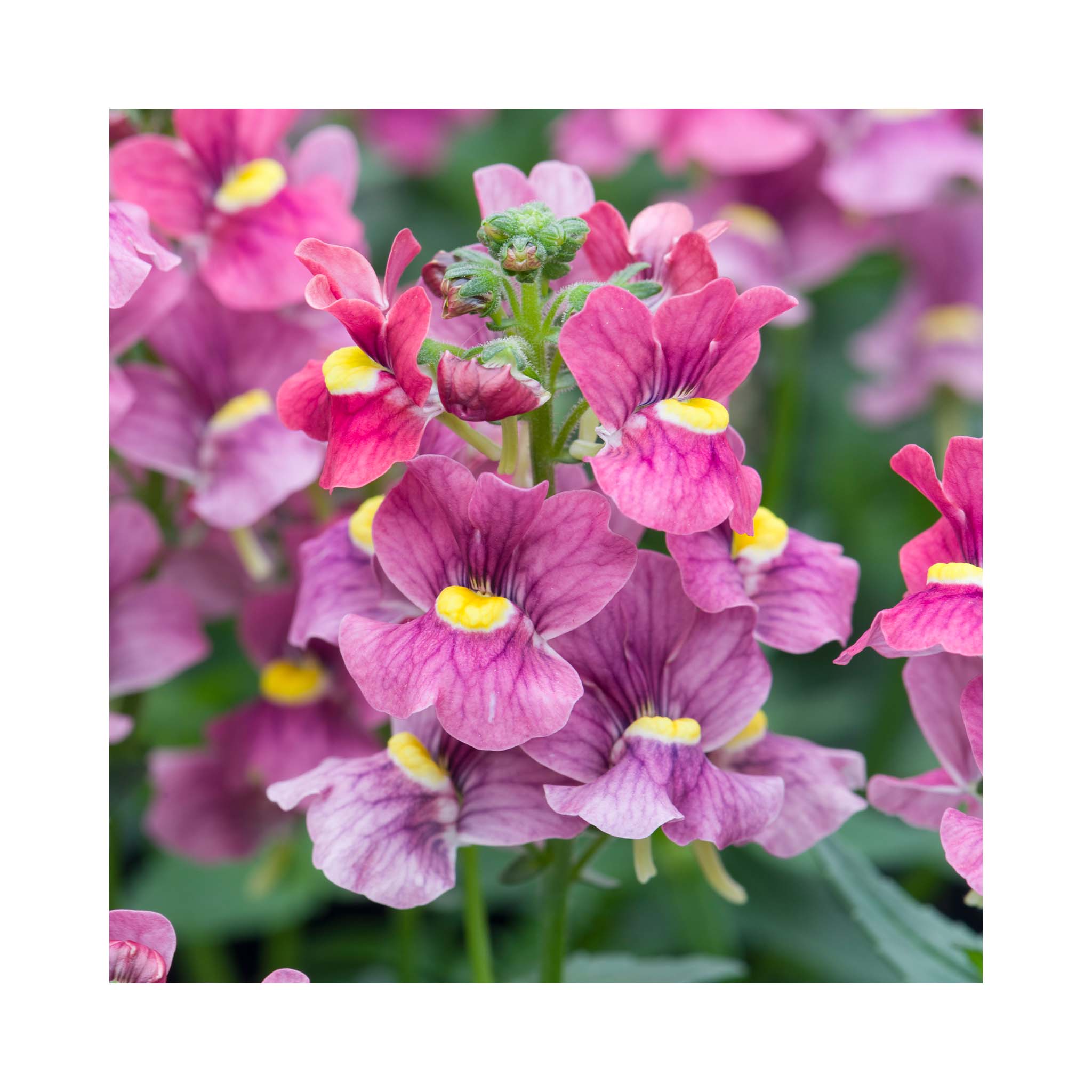 Nemesia Melody Raspberry