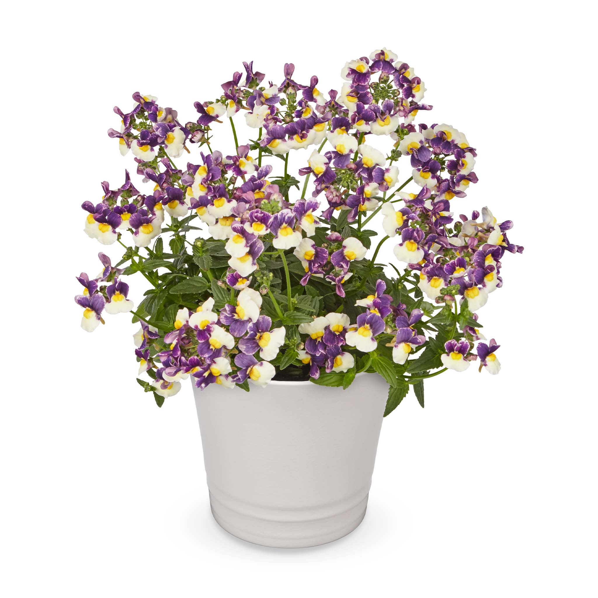 Nemesia Neminio Up Blue Cream