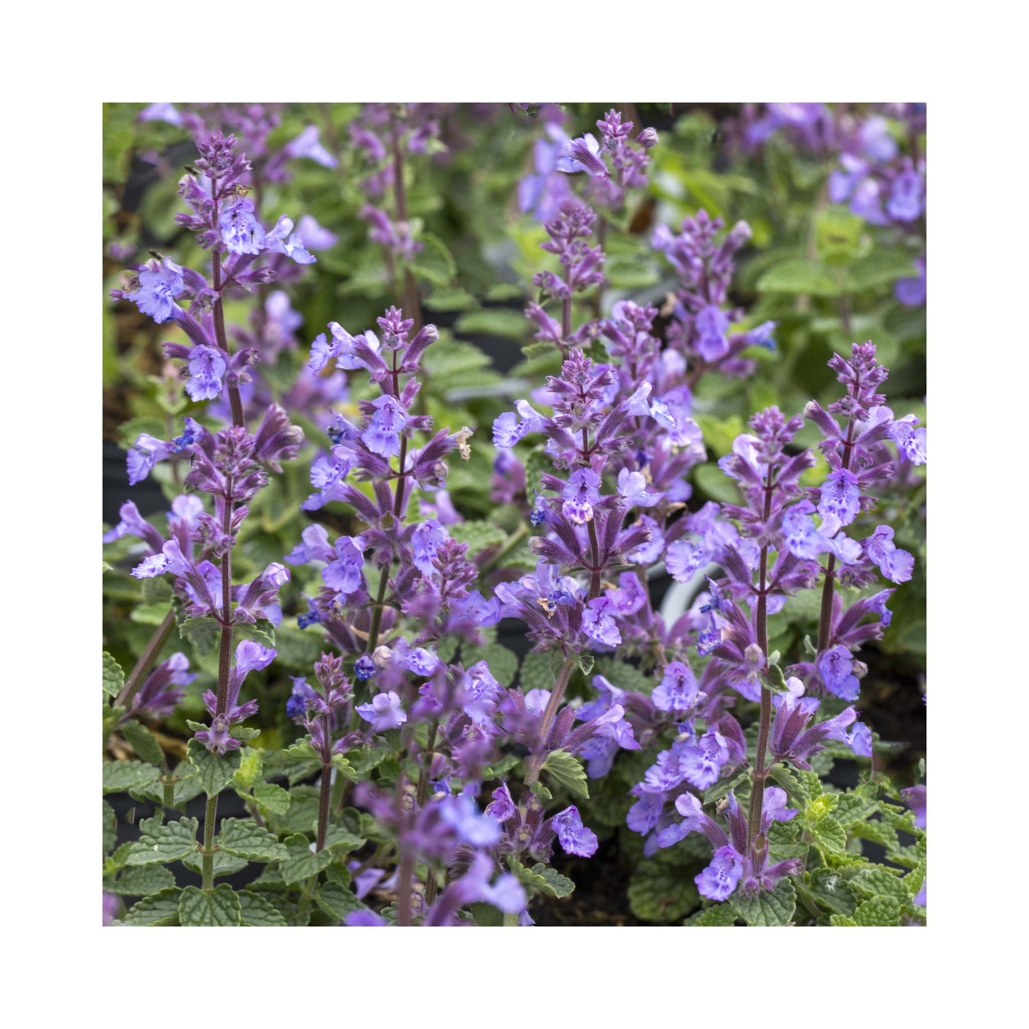 Nepeta Collection - 3 Established Pots