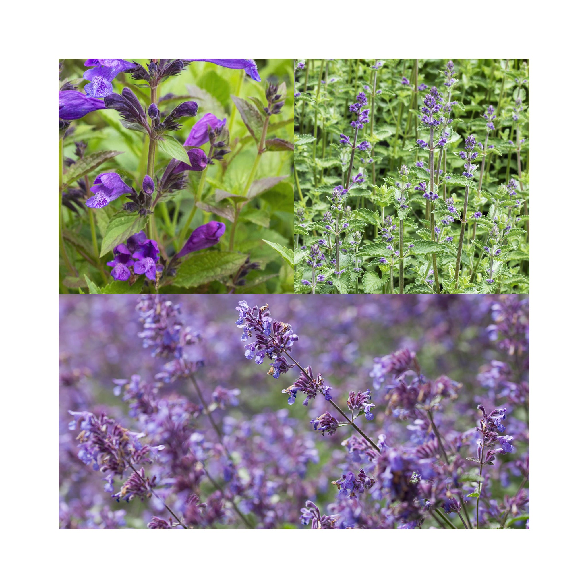 Nepeta Collection - 3 Established Pots