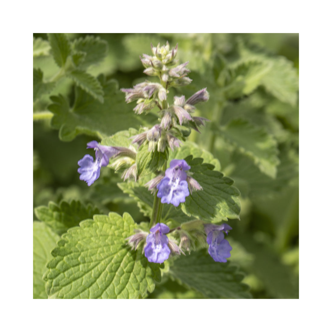 Nepeta Dropmore