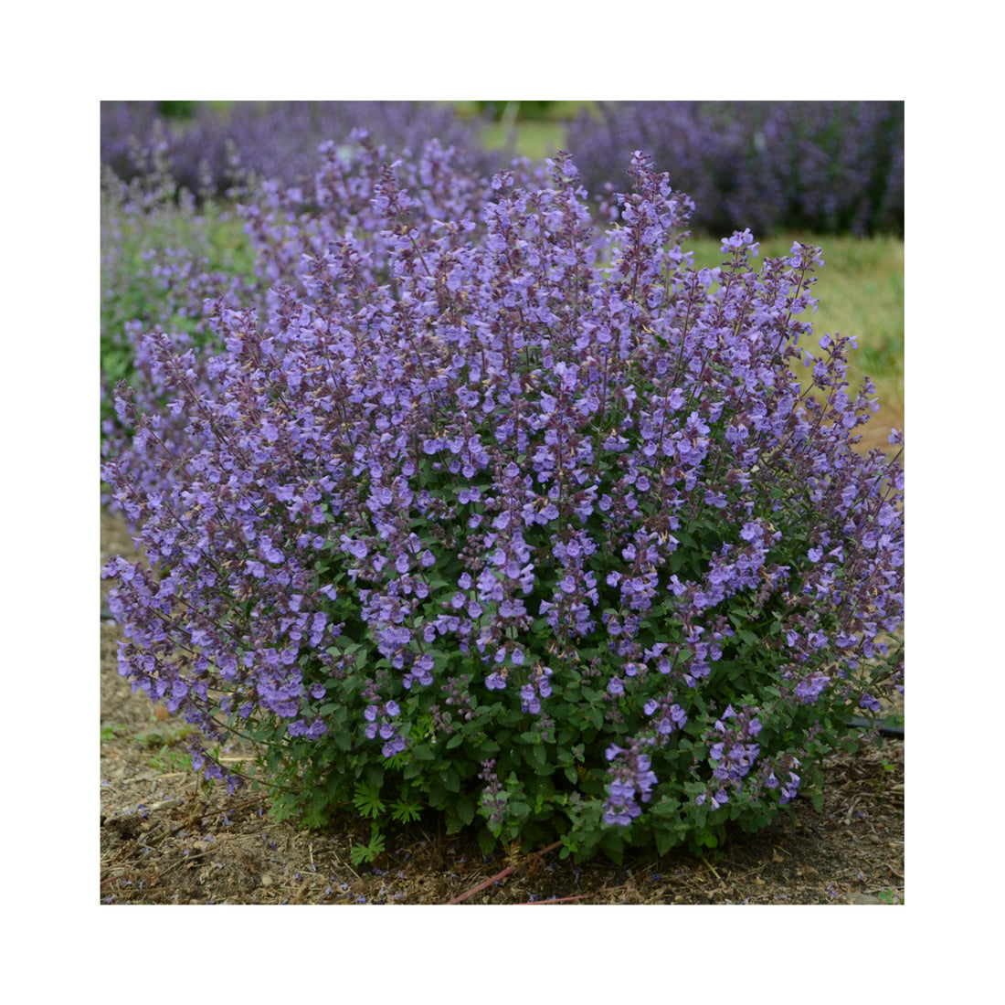 Nepeta Kitten Around