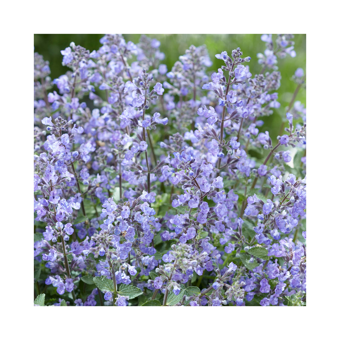 Nepeta Kitten Around