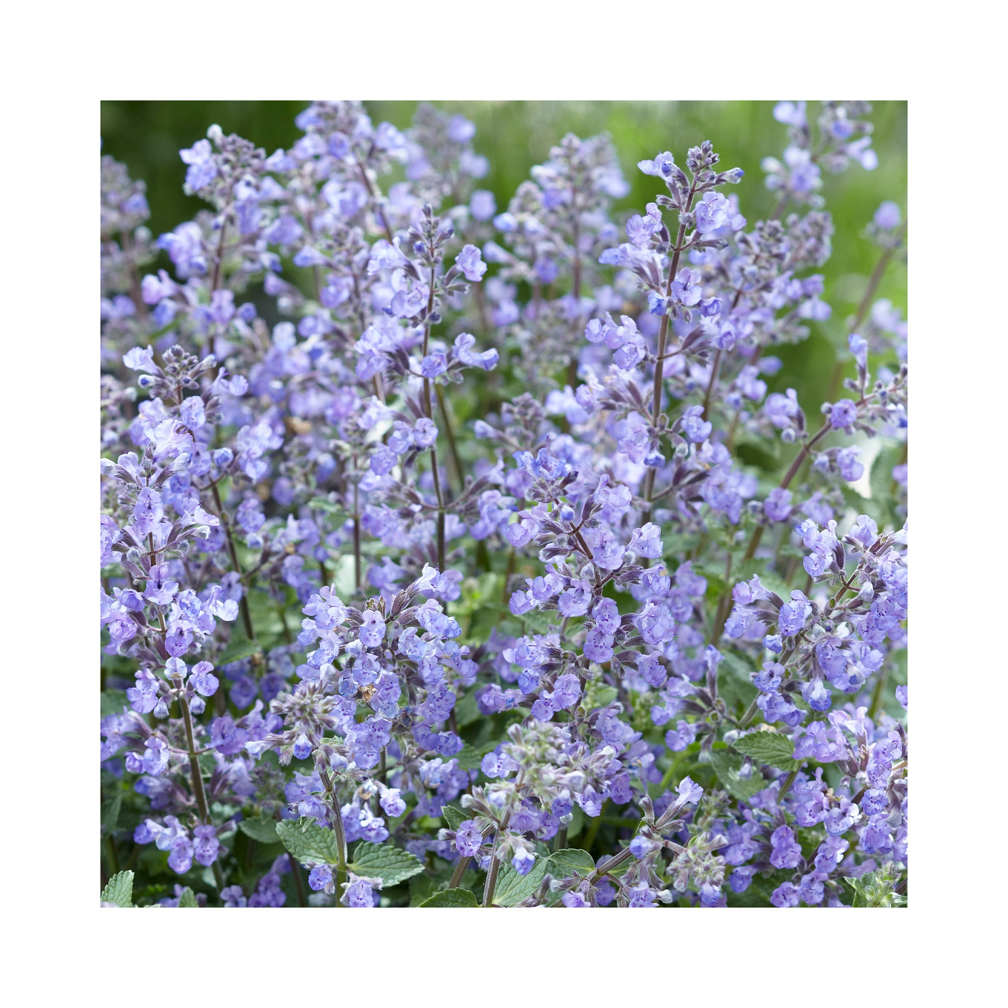 Nepeta Kitten Around