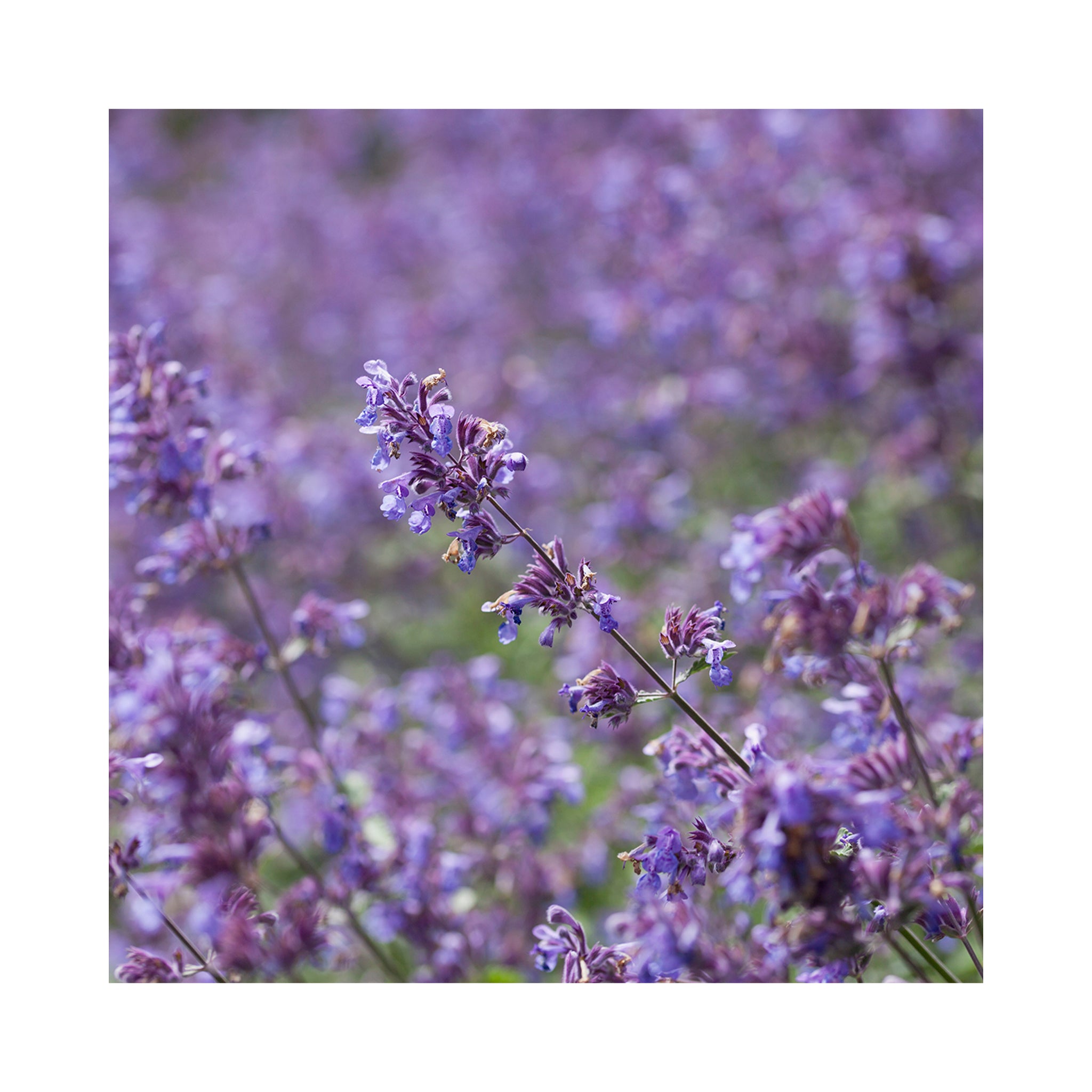 Nepeta Collection - 3 Established Pots
