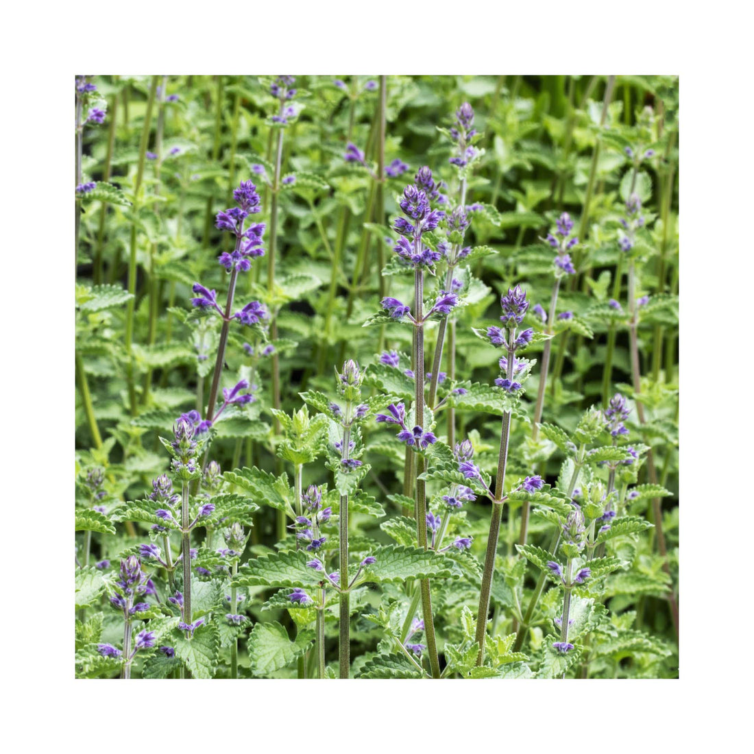 Nepeta Walkers Low