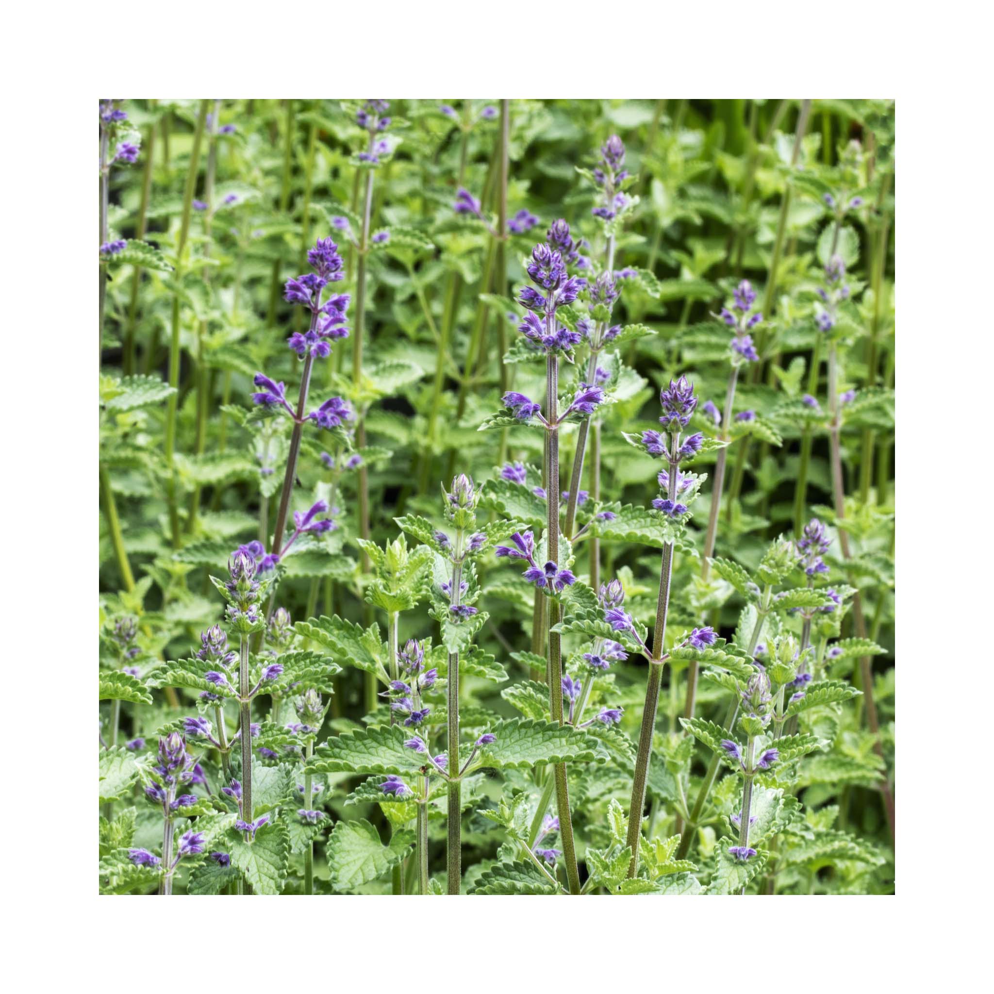 Nepeta Collection - 3 Established Pots