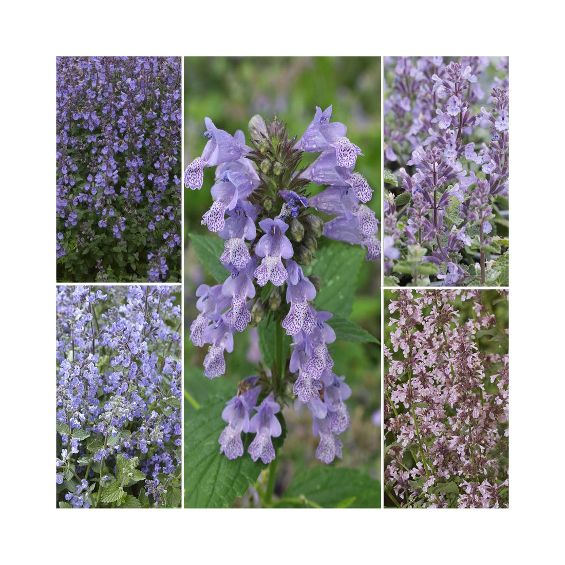 Nepeta Collection - 3 Established Pots