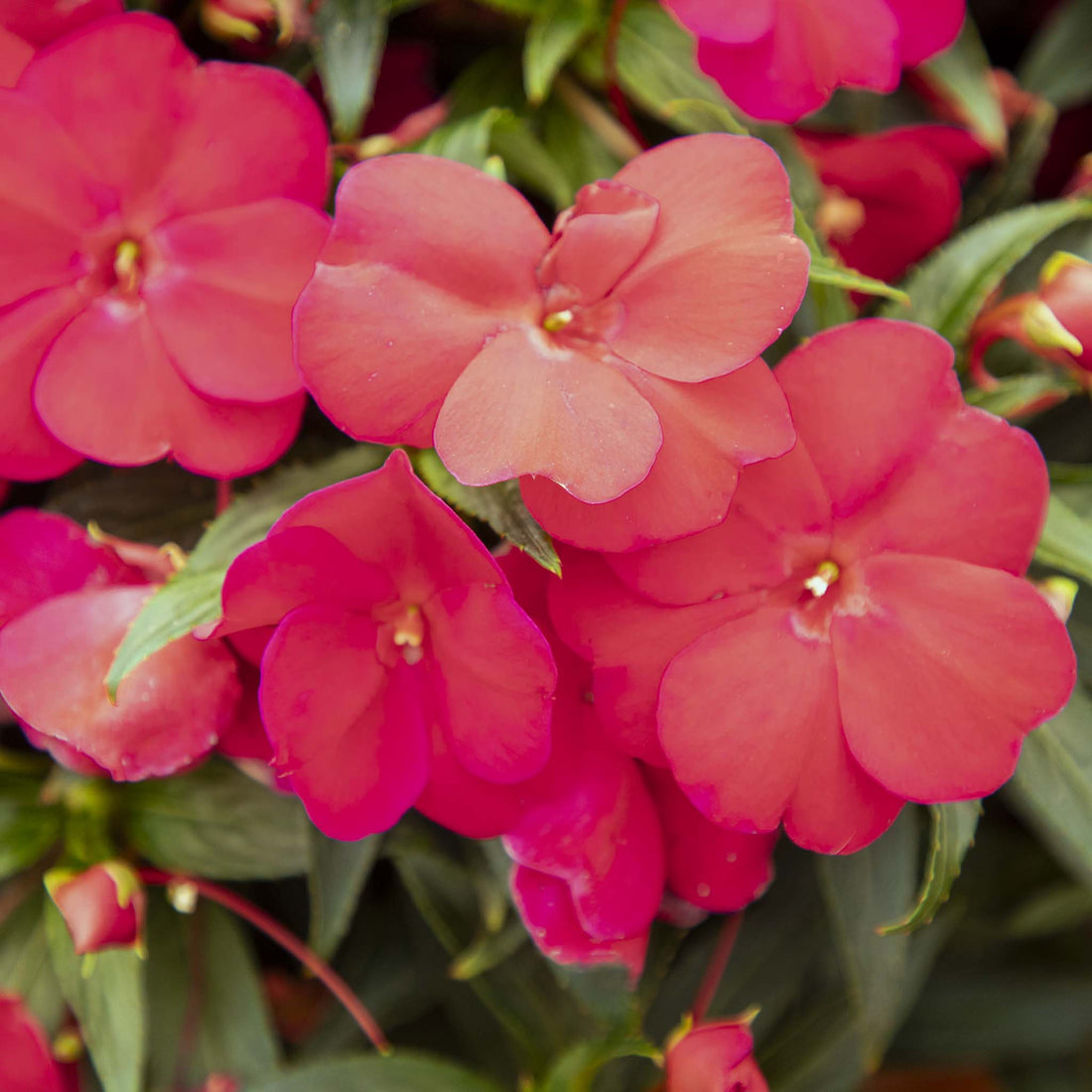 New Guinea Impatiens Cherry